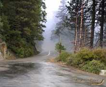 Purvesh