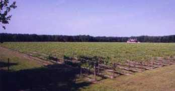 cygnuswinecellars.com Purvins