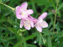 botany.cz Pusalkar