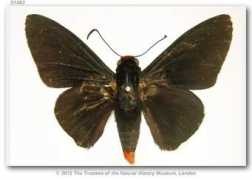 butterfliesofamerica.com Pusca