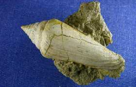 fossilshells.nl Puschi