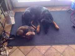 chaostruppe.hunde-homepage.com Puschi