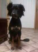 chaostruppe.hunde-homepage.com Puschi