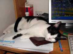 citycat.ru Pushia