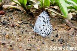 Puspa