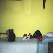 lnx.micimiao.it Pussa