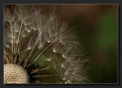 fotoart.pytalhost.de Pusteblume
