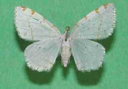 Pustul