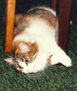 citycat.ru Pusya