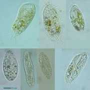 protist.i.hosei.ac.jp Putrina