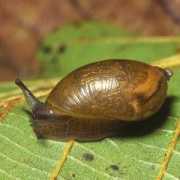 habitas.org.uk Putris