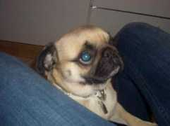 diemopshoundgang.de.tl Putschi