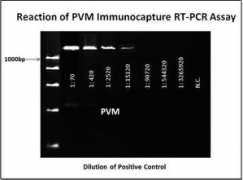 Pvm