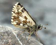 leps.it Pyana