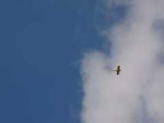 diydrones.com Pycke