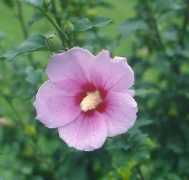 anicechap.com Pyeong