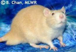 moonlitwatersrattery.com Pyewacket