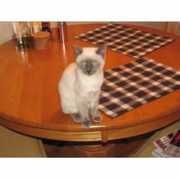 catchannel.com Pyewacket