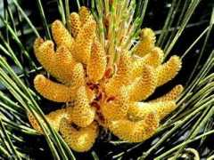 gento5.flog.pl Pylnik