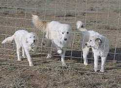 Pyrs