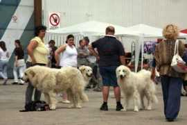 Pyrs