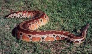 culturequest.us Pythons