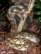 itsnature.org Pythons