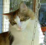 Pytta