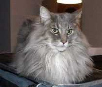 Pytte