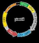 Pzero