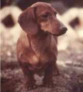 dachshund-land.ru Qalif