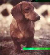 dachshund-land.narod.ru Qalif