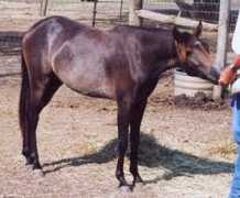 Qamri
