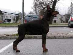 dobermann-review.com Qarisma