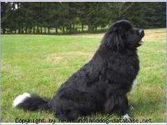 newfoundlanddog-database.net Qarlos