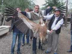 adalet.az Qartal