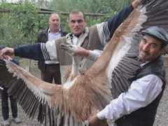 adalet.az Qartal