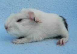 Qennie
