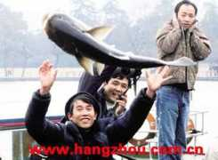 hangzhou.com.cn Qiaojing