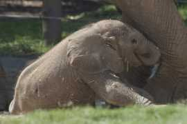 blogs.sandiegozoo.org Qinisa