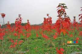 Qiuye