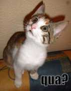 Qua
