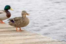 Quack