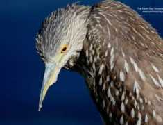 mywallpapers.org Quails