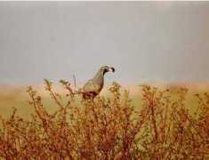 mywallpapers.org Quails