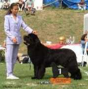 newfs.news.free.fr Quaiotti