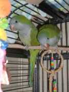 flipthebirdaviary.tripod.com Quakers