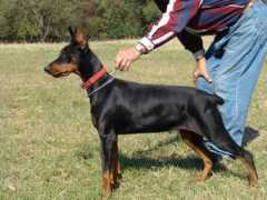 brittonfarmsdobermans.com Qualina