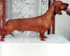 dachshund-land.ru Quander
