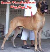 e-greatdane.com Quantin